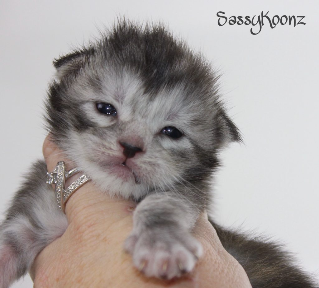 Clare of Sassy Koonz ⋆ Sassy Koonz Maine Coon Cattery black silver torbie maine coon kitten clare sassy koonz
