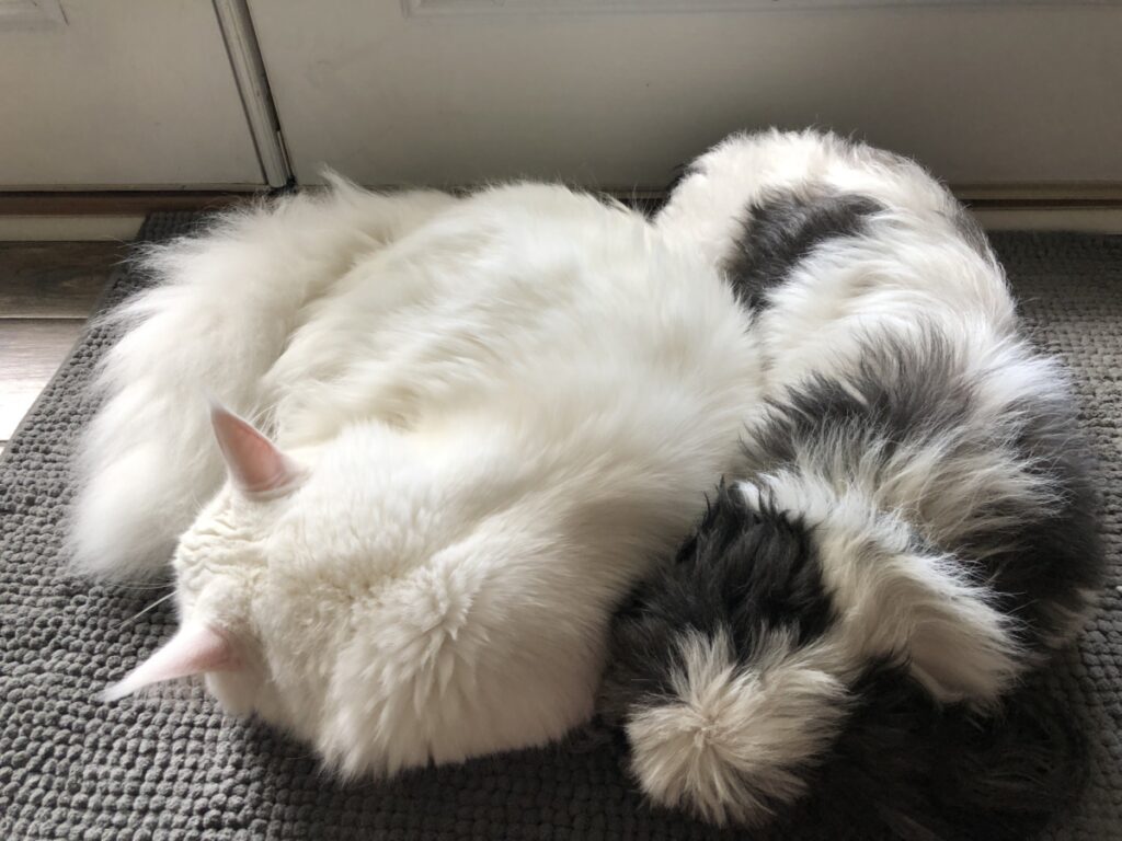 Cats and Dogs Can be Friends ⋆ Sassy Koonz Maine Coon Cattery white maine coon cat with dog being friends