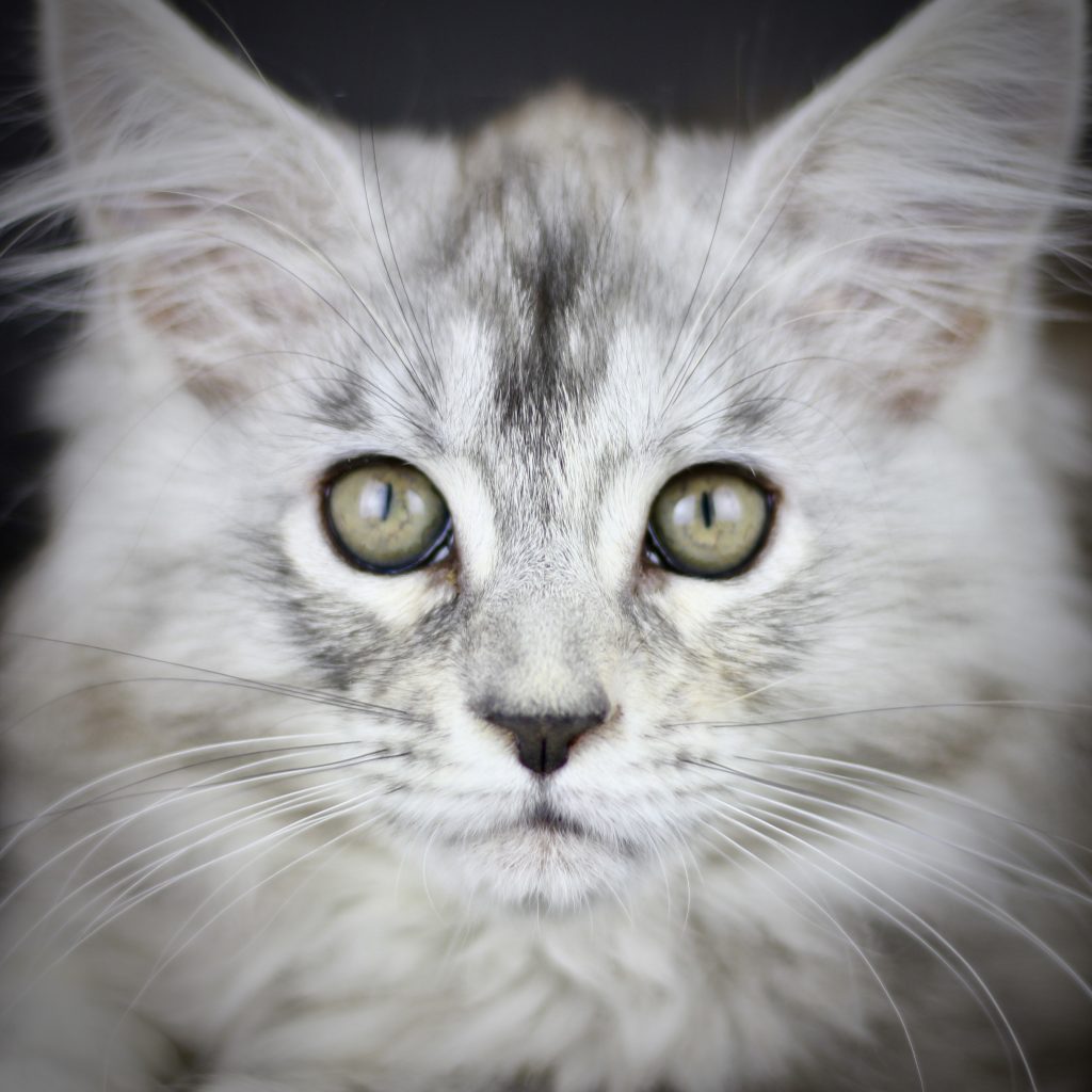 Clare - Maine Coon Breeder - Silver Torbie ⋆ Sassy Koonz Maine Coon Cattery maine coon cats for sale silver maine coon breeder 12 weeks old bright green eyes