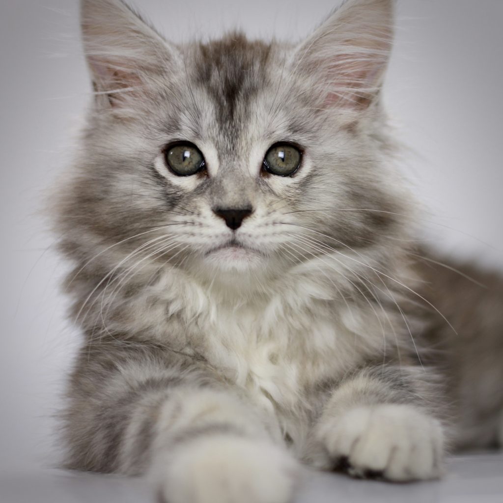 Clare of Sassy Koonz ⋆ Sassy Koonz Maine Coon Cattery maine coon kittens for sale in florida wow pretty cat 10 weeks old