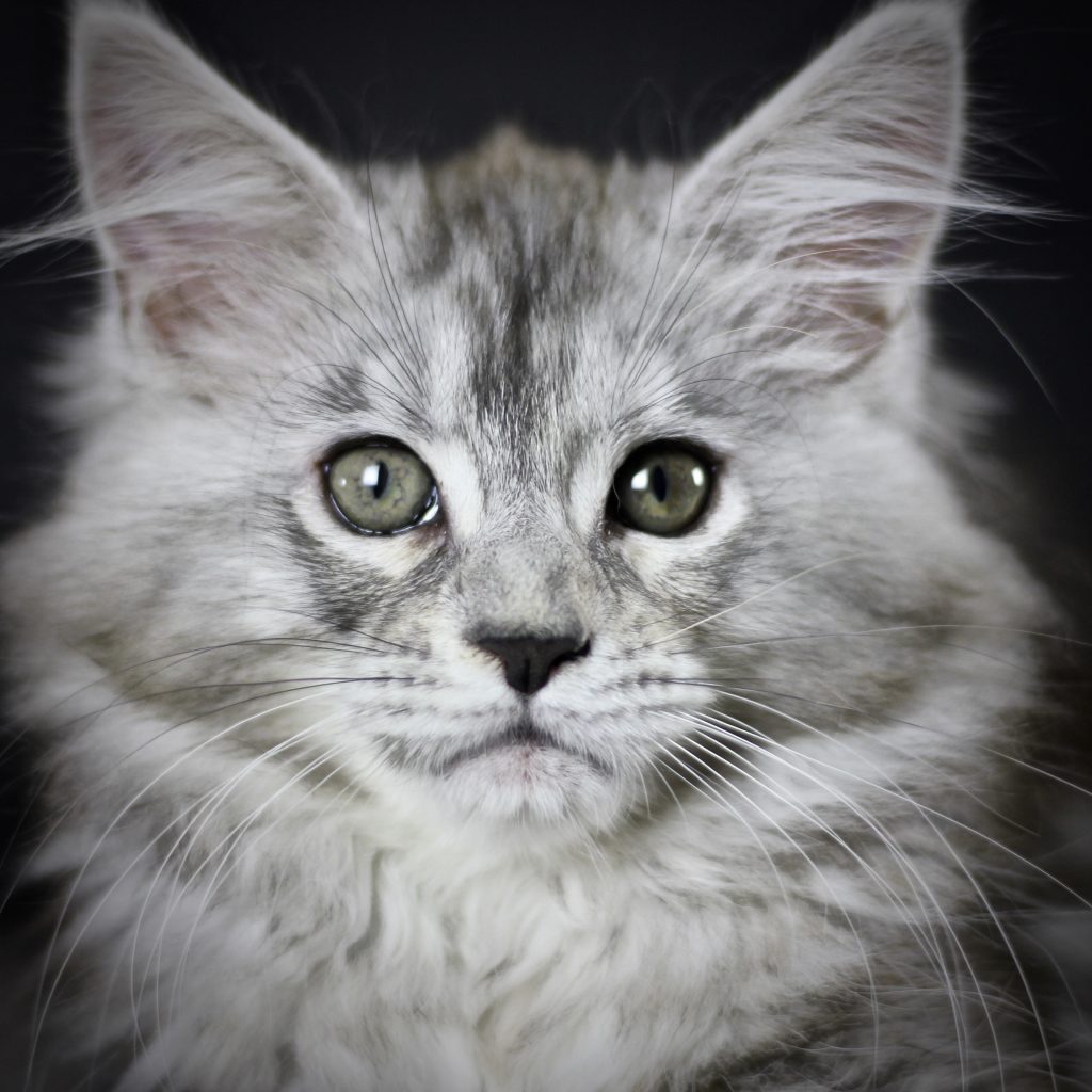 Clare of Sassy Koonz ⋆ Sassy Koonz Maine Coon Cattery maine coon kittens for sale clare 11 weeks old ready to go home