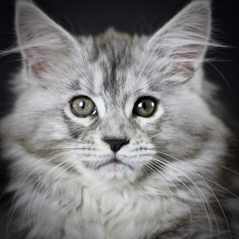 maine coon kittensfor sale