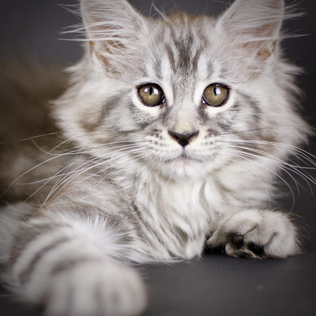 Pink of Sassy Koonz ⋆ Sassy Koonz Maine Coon Cattery maine coon cats for sale
