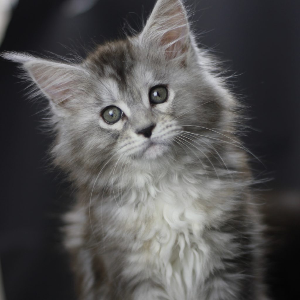 Clare of Sassy Koonz ⋆ Sassy Koonz Maine Coon Cattery maine coon cat 8 weeks old clare of sassy koonz