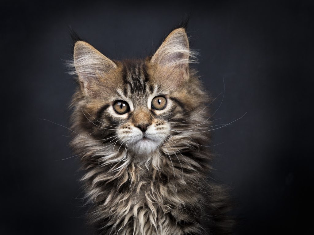 maine coon characteristics