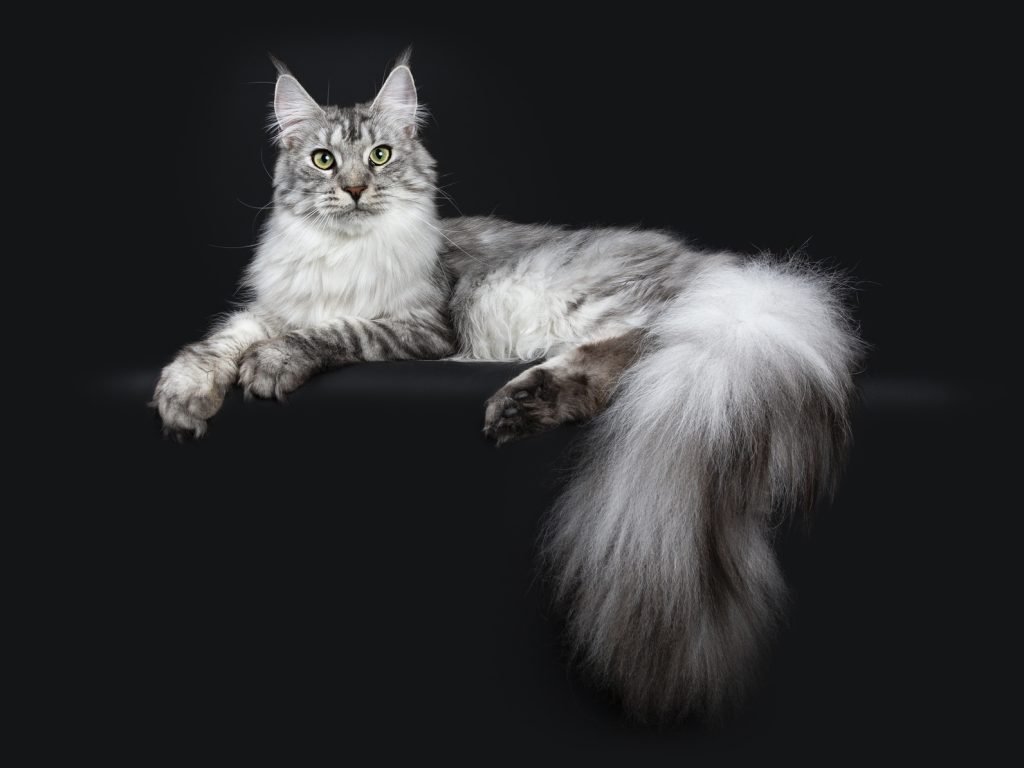 maine coon characteristics