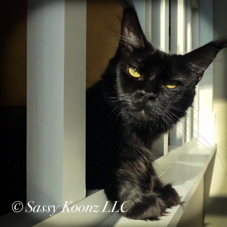 catsvill county america