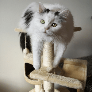 should i get a kitten