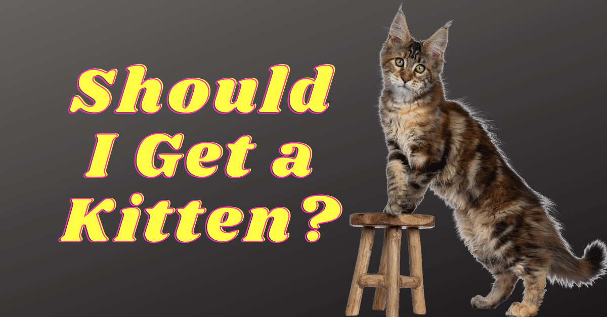 Should I Get a Maine Coon Kitten? Use this Article to Decide