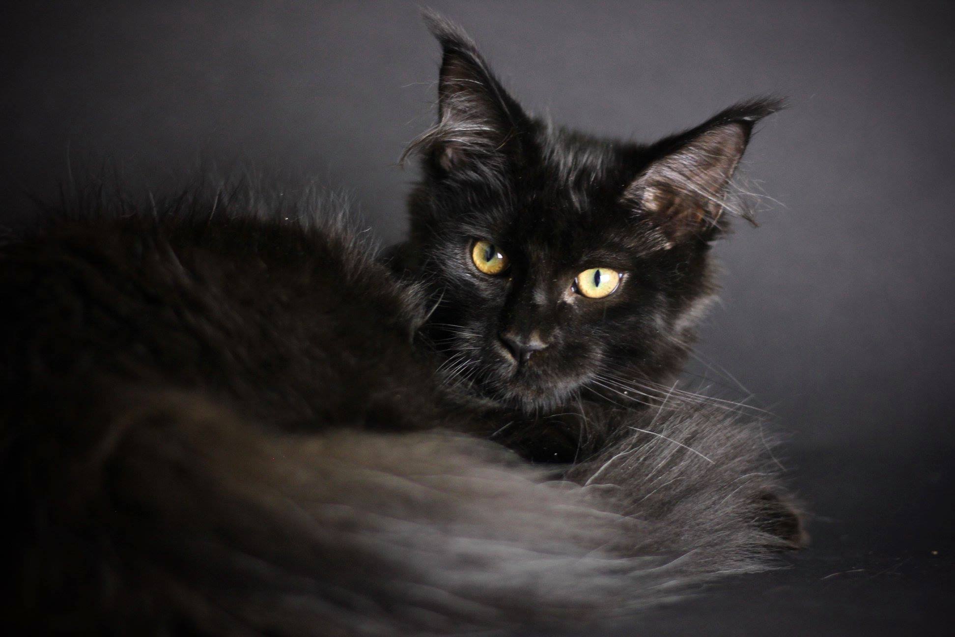 black maine coon kitten ⋆ Sassy Koonz Maine Coon Cattery black maine coon kitten