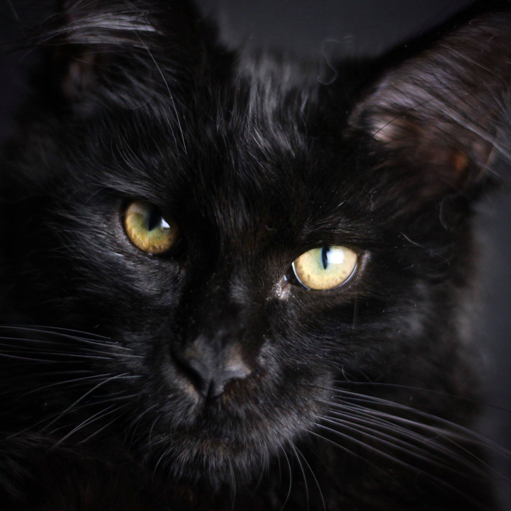 maine coon kittens florida