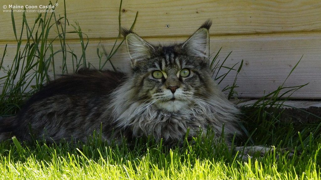 should i let my cat outside