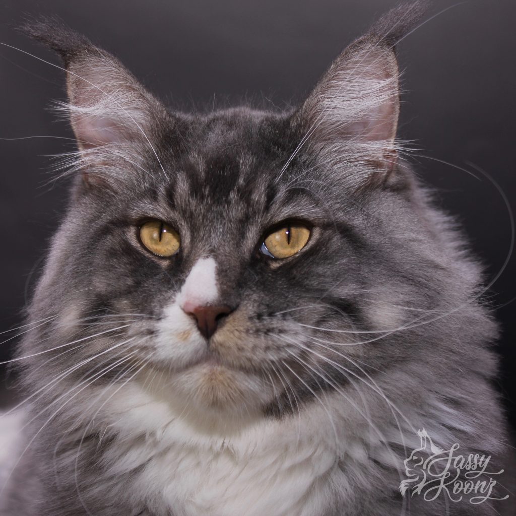 IMG_0761 ⋆ Sassy Koonz Maine Coon Cattery blue silver tabby white maine coon