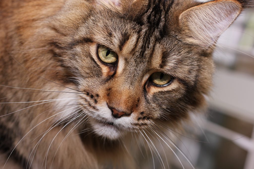 IMG_4245 ⋆ Sassy Koonz Maine Coon Cattery brown classic tabby maine coon