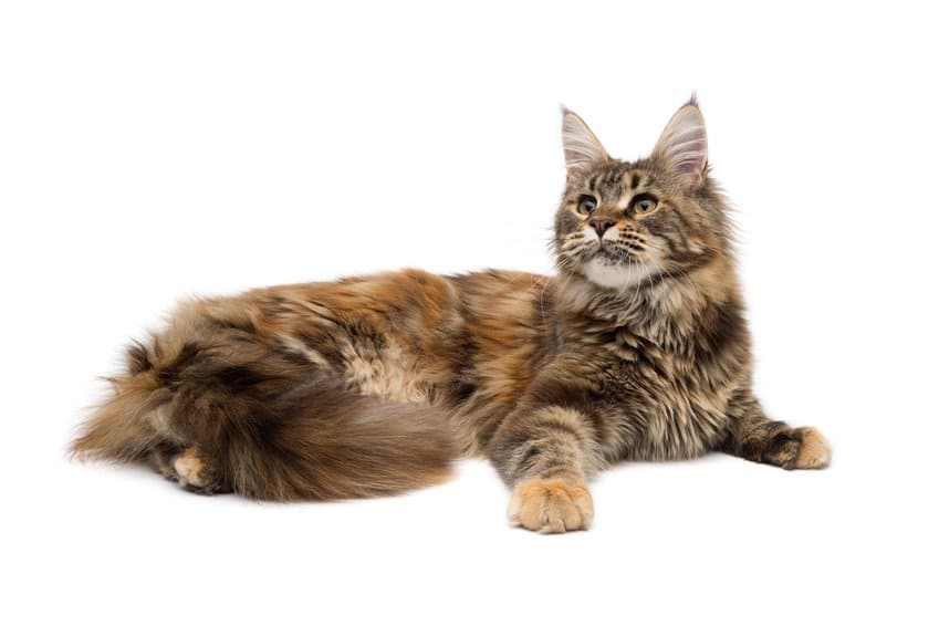 maine coon cat