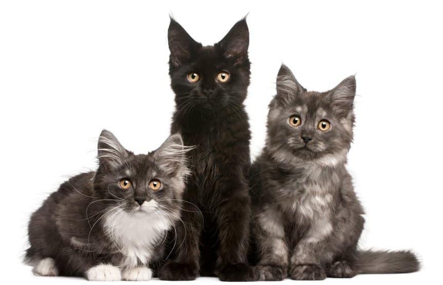 maine coon kittens for sale