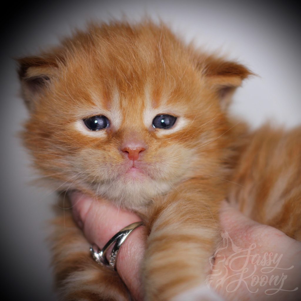 Gilmour - 3 weeks old ⋆ Sassy Koonz Maine Coon Cattery maine coon kittens for sale florida