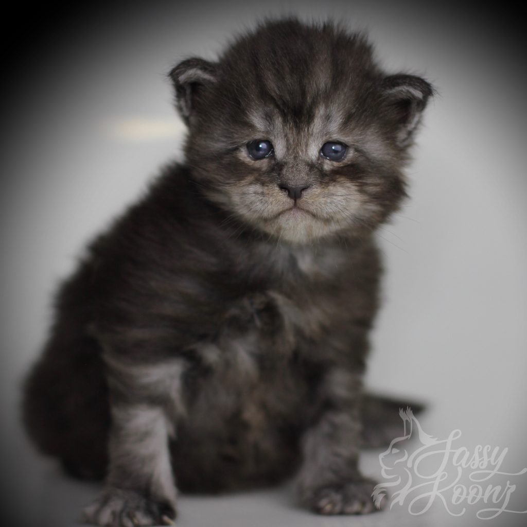 Julia Dream - 3 weeks old ⋆ Sassy Koonz Maine Coon Cattery Maine Coon Kitten Florida