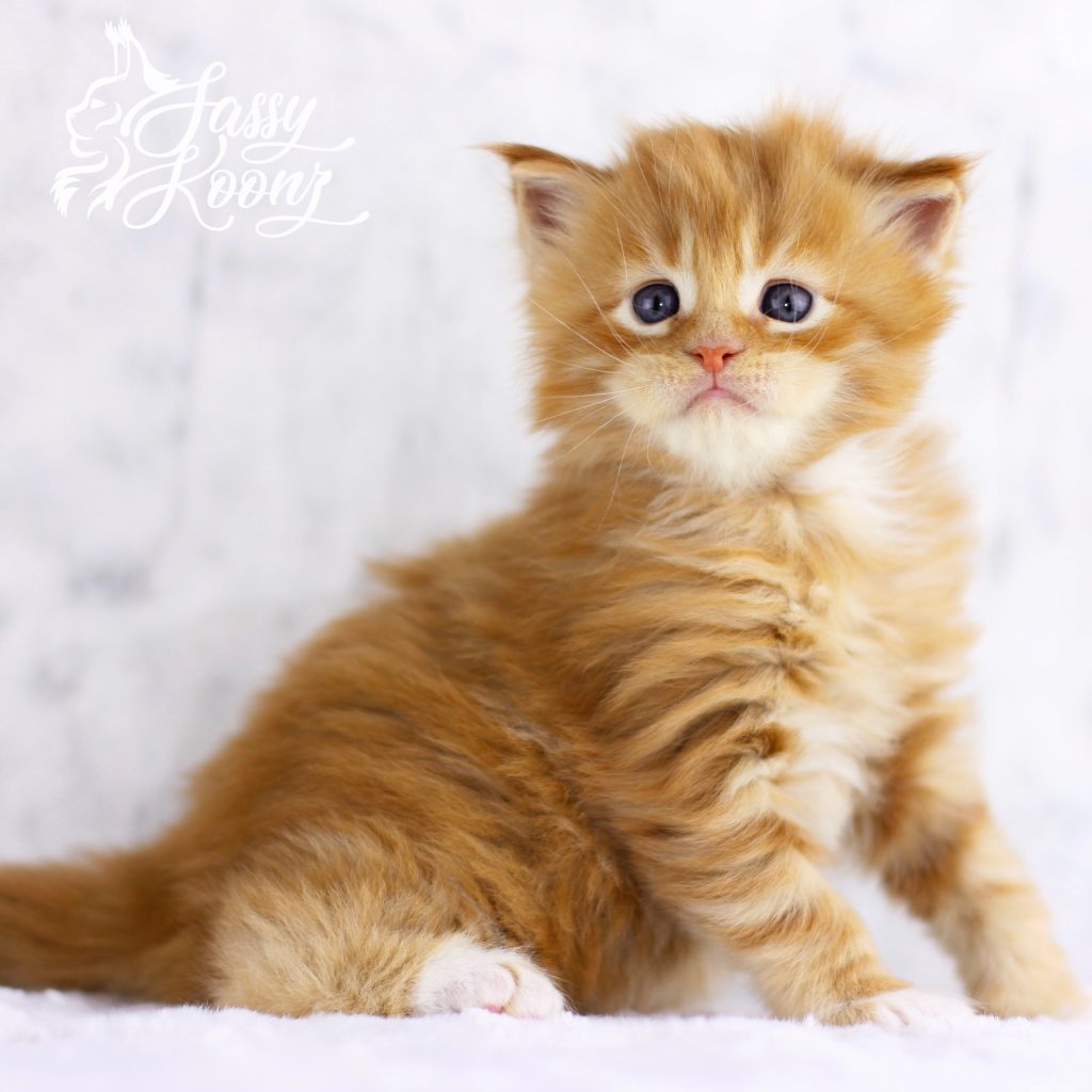 Gilmour - 4 weeks old ⋆ Sassy Koonz Maine Coon Cattery orange maine coon