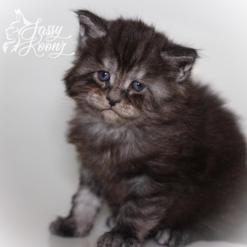 Julia Dream - 4 Weeks old ⋆ Sassy Koonz Maine Coon Cattery black smoke maine coon kitten