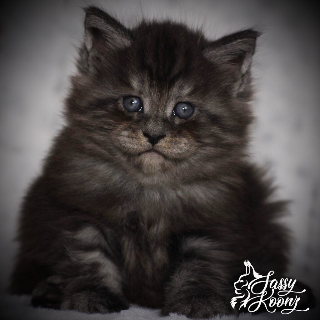 Julia Dream - 5 Weeks old ⋆ Sassy Koonz Maine Coon Cattery black smoke maine coon kittens for sale