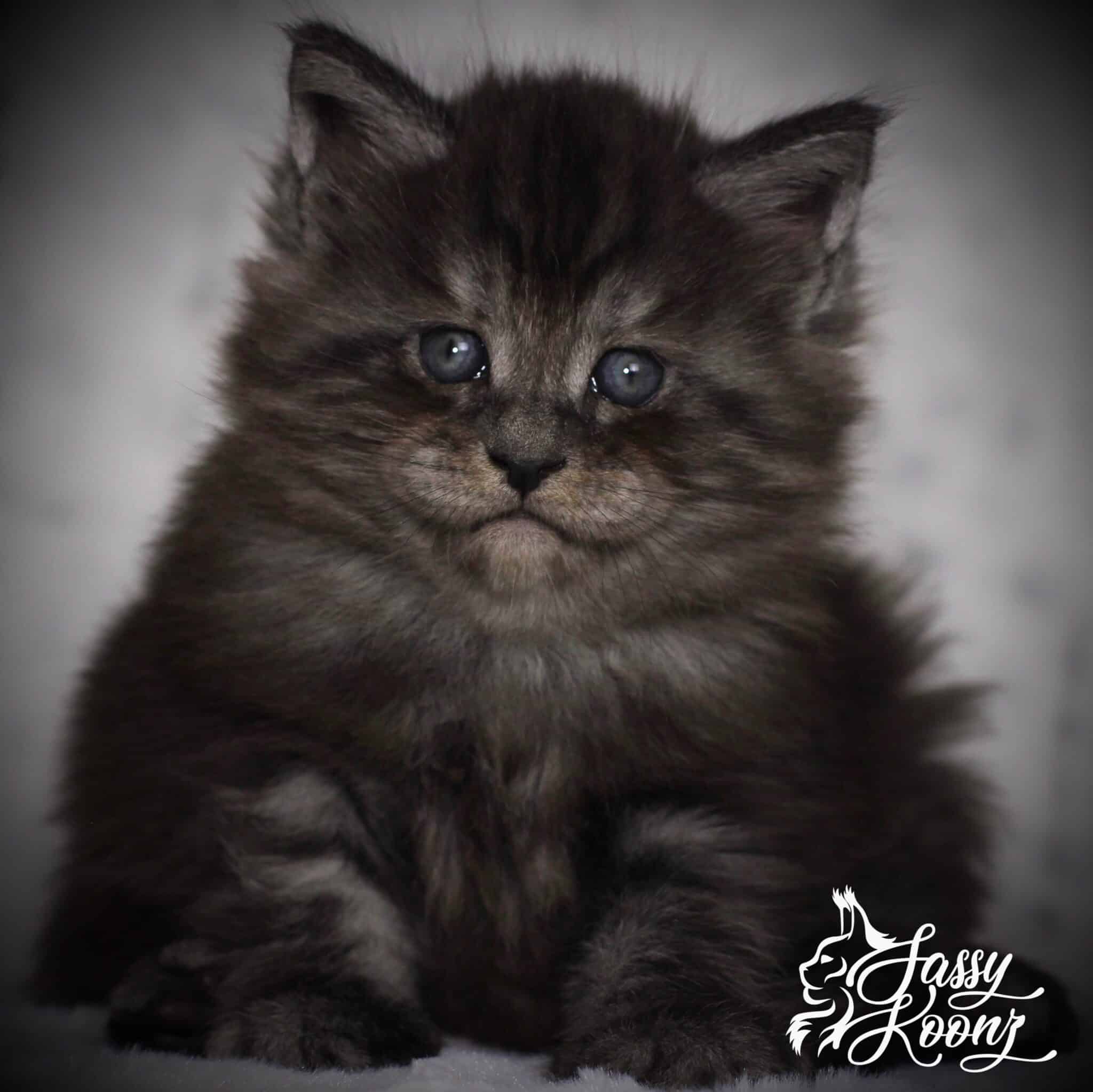 Julia Dream of Sassy Koonz Black Smoke Maine Coon Kitten