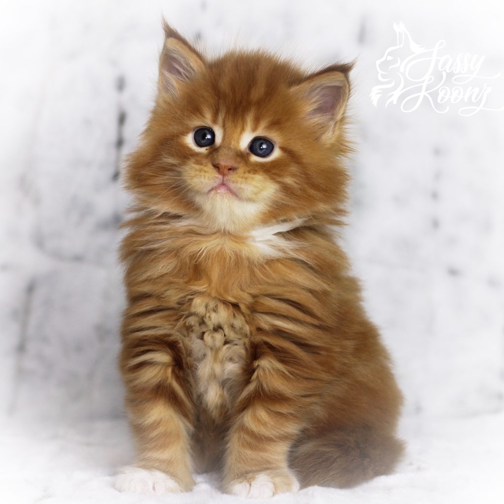 Gilmour - 5 W ⋆ Sassy Koonz Maine Coon Cattery Maine coon kittens