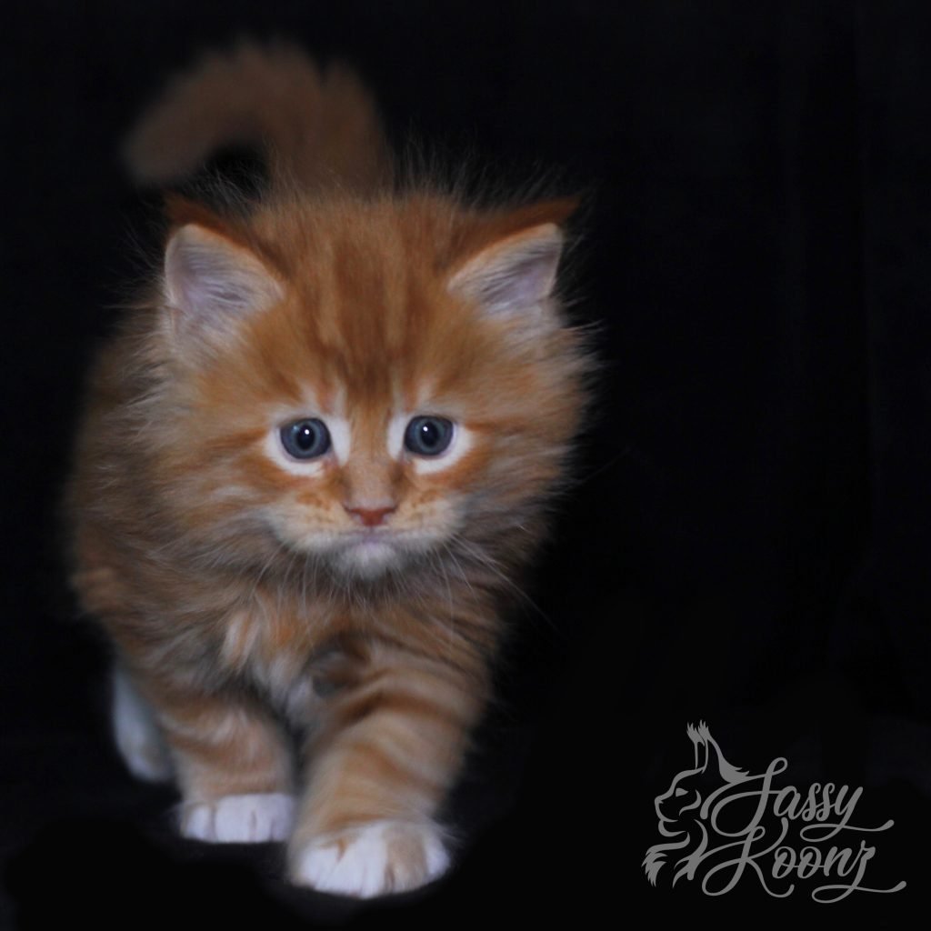 Gilmour ⋆ Sassy Koonz Maine Coon Cattery big maine coon cats