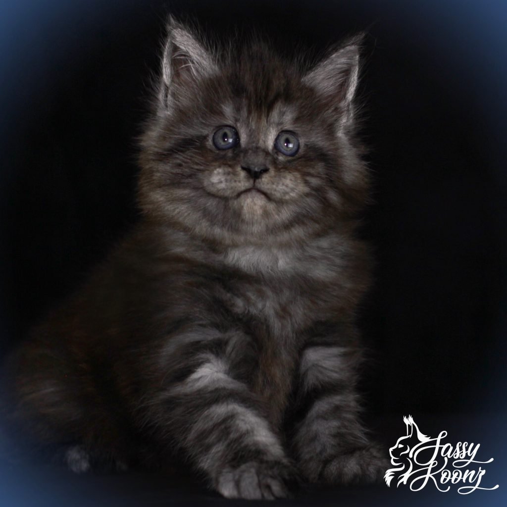 Julia Dream of Sassy Koonz ⋆ Sassy Koonz Maine Coon Cattery maine coon kittens for sale