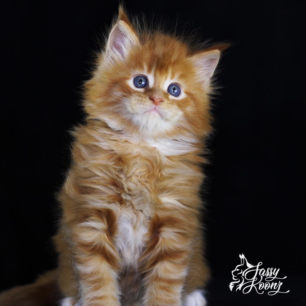 Gilmour of Sassy Koonz ⋆ Sassy Koonz Maine Coon Cattery orange maine coon kitten