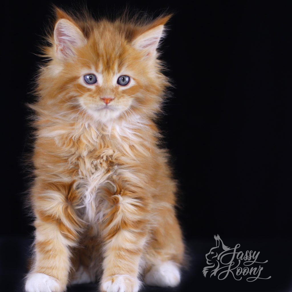 Gilmour - 7 weeks old ⋆ Sassy Koonz Maine Coon Cattery maine coon kitten for sale florida