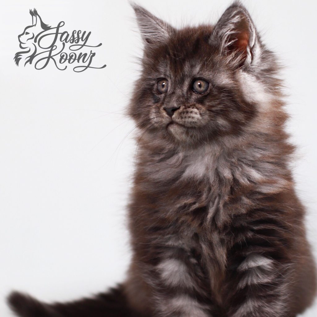 Julia - 8 weeks old ⋆ Sassy Koonz Maine Coon Cattery maine coon kittens
