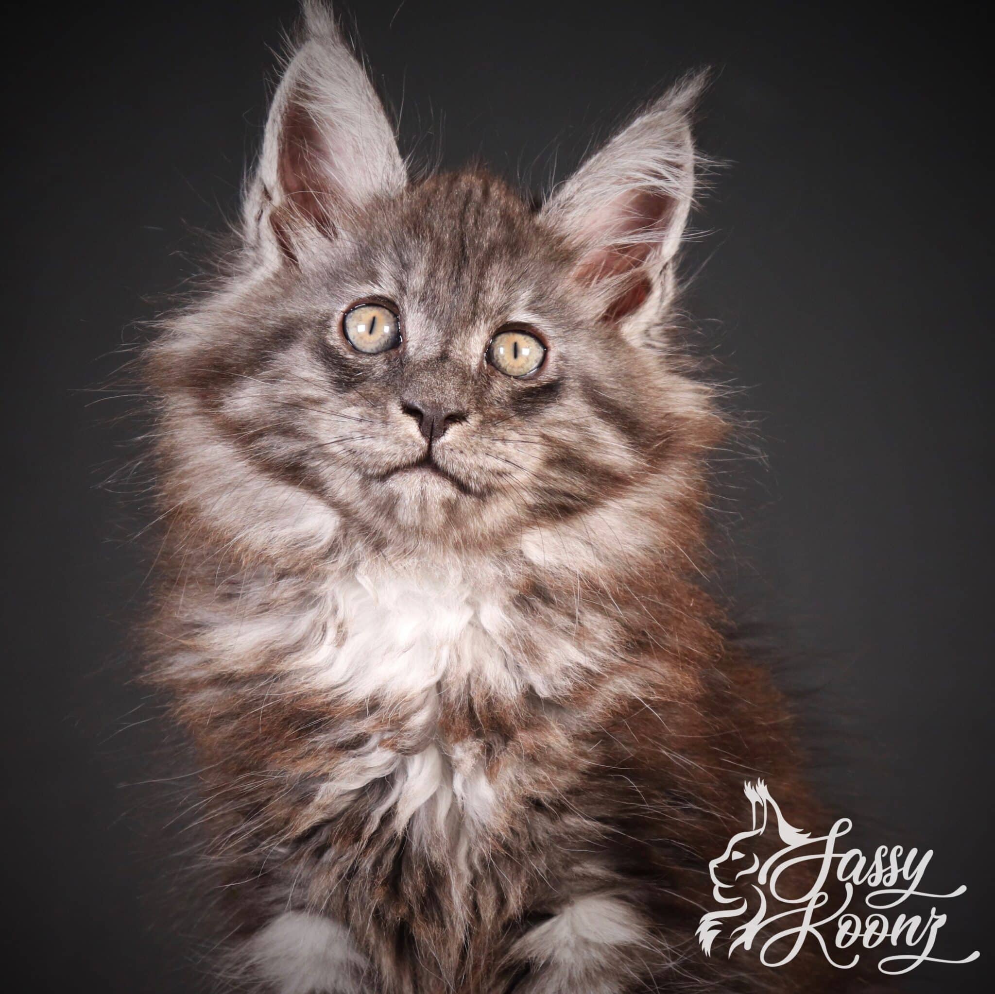 Black smoke maine coon