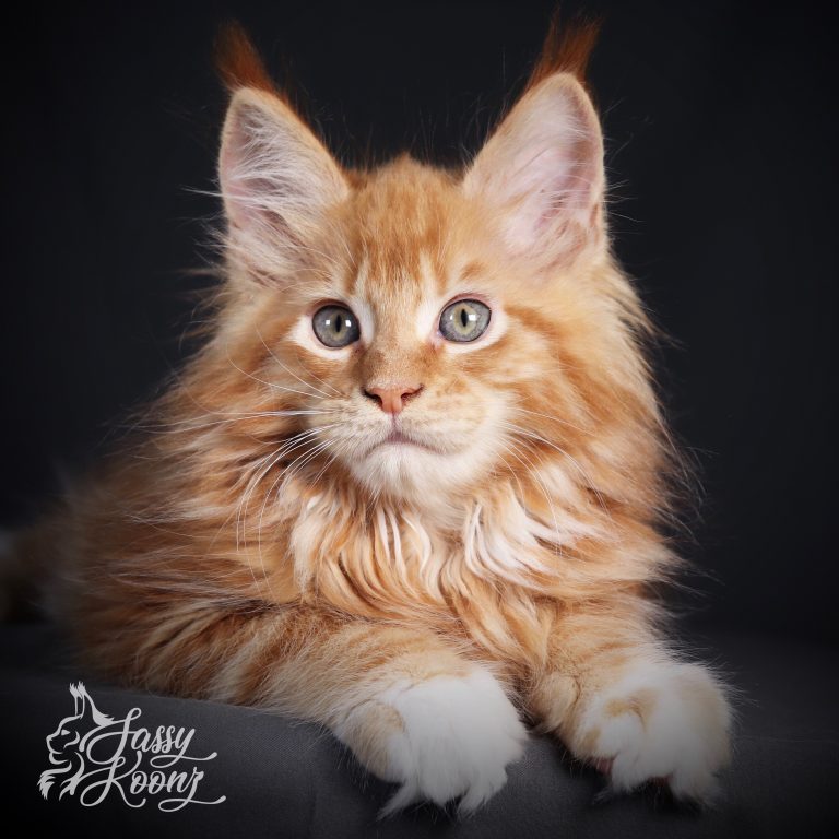 red tabby maine coon kitten