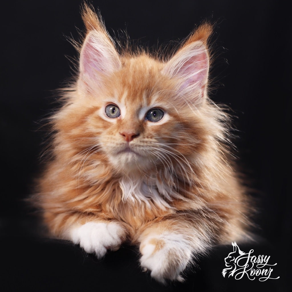 Gilmour - 10 Weeks Old ⋆ Sassy Koonz Maine Coon Cattery maine coon cat for sale