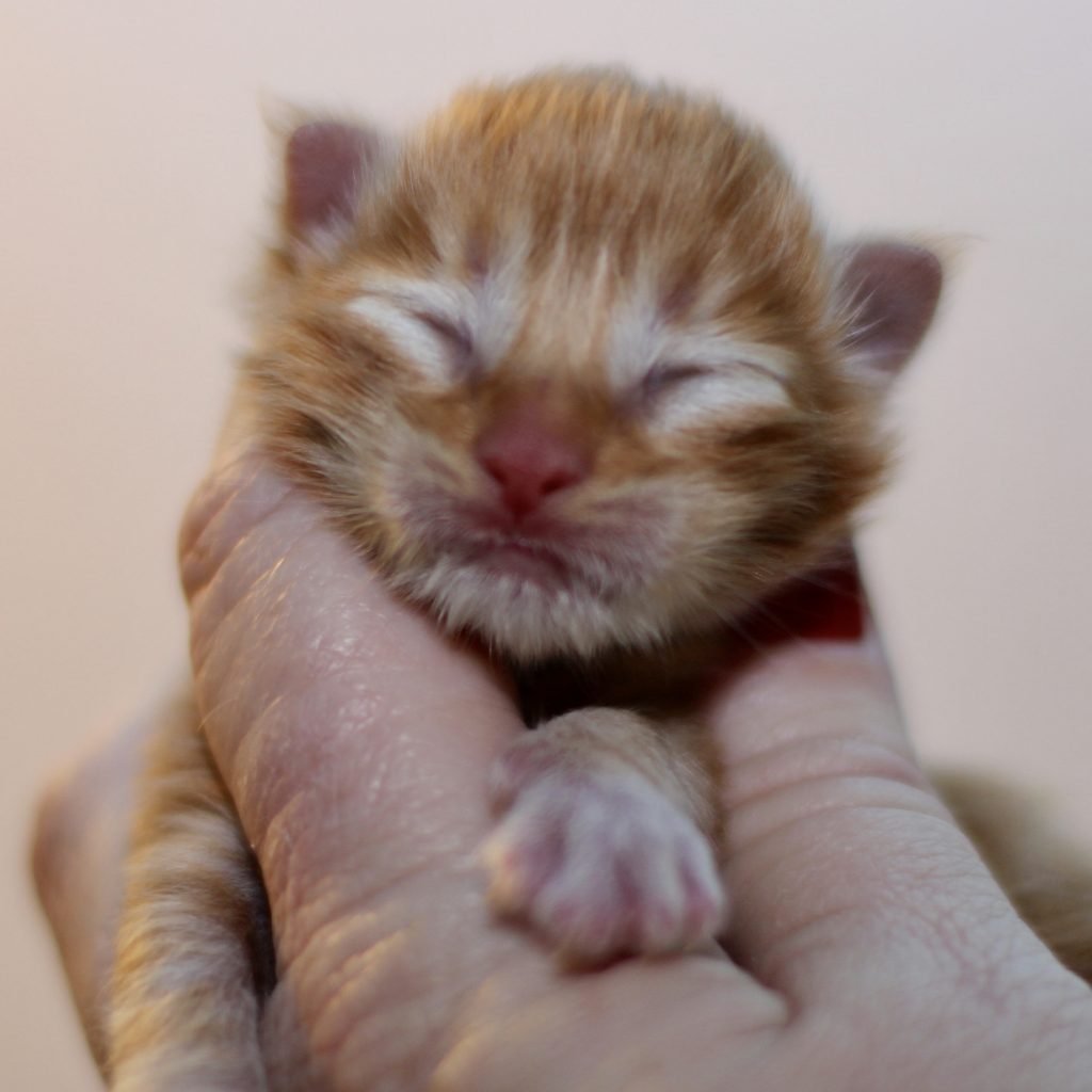 Gilmour - 2 Days old ⋆ Sassy Koonz Maine Coon Cattery maine coon kitten for sale red tabby