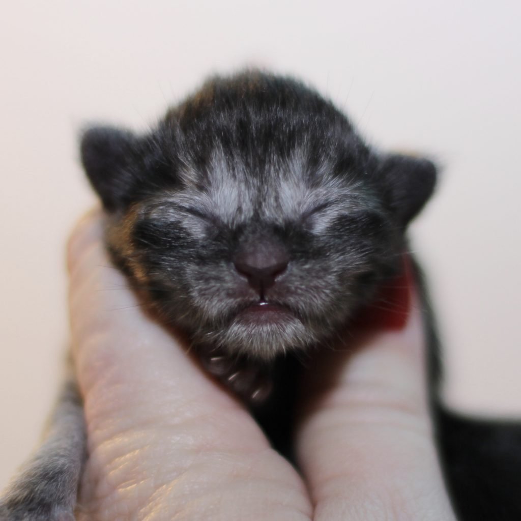 Julia - 2 Days Old ⋆ Sassy Koonz Maine Coon Cattery maine coon kittens for sale black smoke