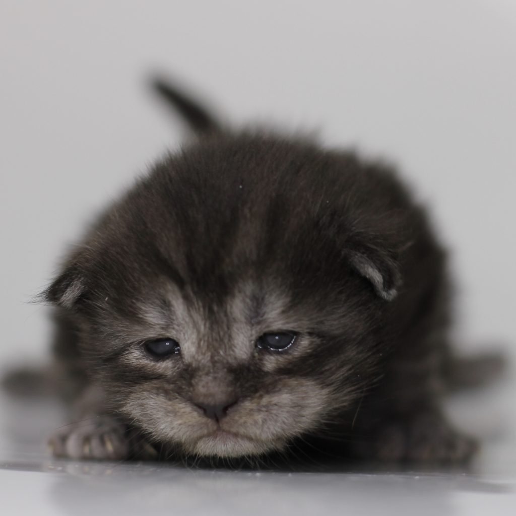 Julia Dream - Sassy Koonz ⋆ Sassy Koonz Maine Coon Cattery black smoke maine coon kitten