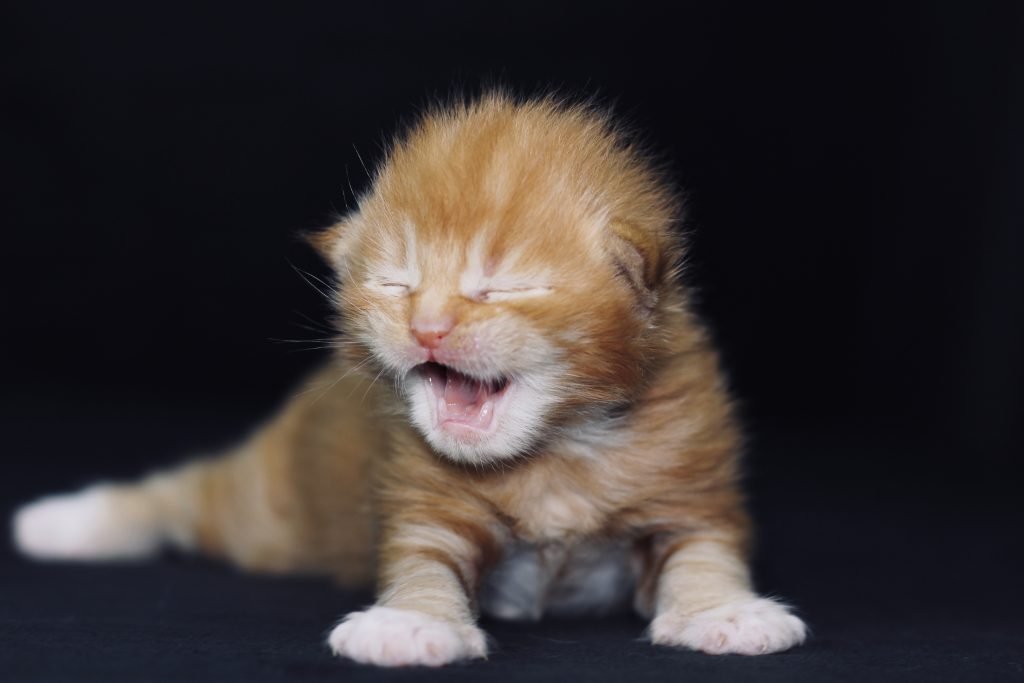 Gilmour- Sassy Koonz ⋆ Sassy Koonz Maine Coon Cattery orange maine coon kitten