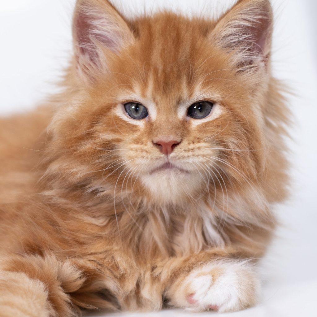 maine coon kitten