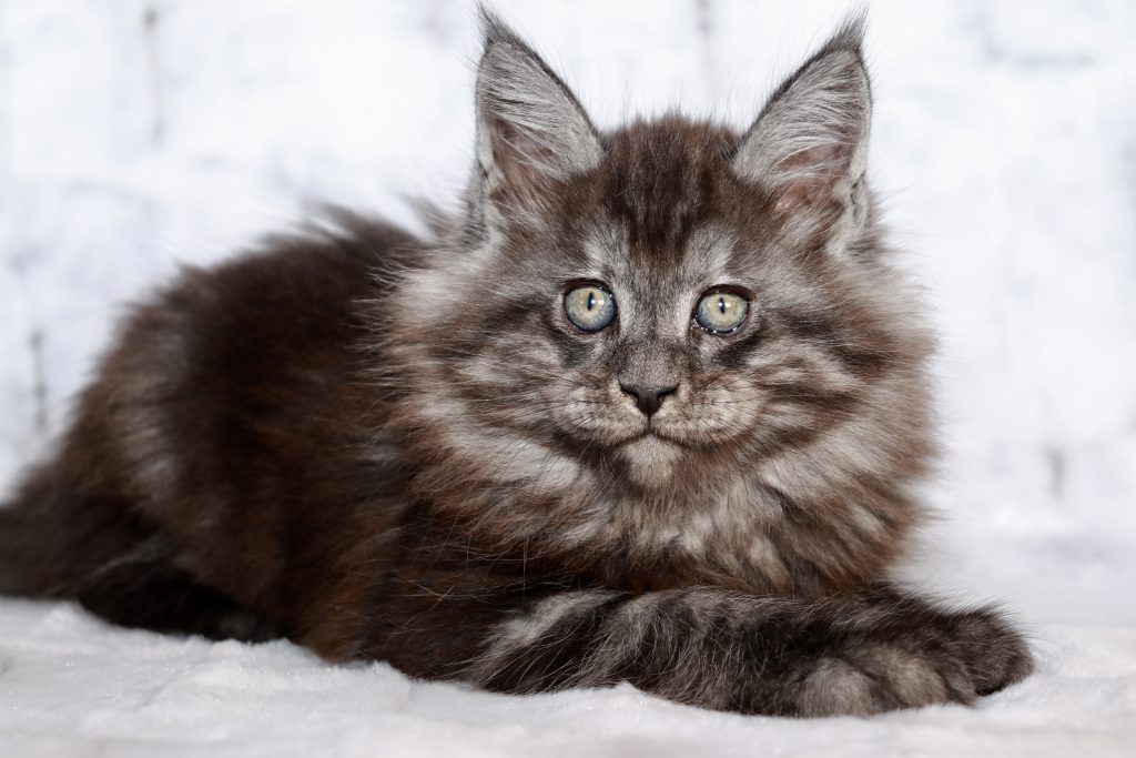 Julia Dream - 9 Weeks Old ⋆ Sassy Koonz Maine Coon Cattery black smoke maine coon