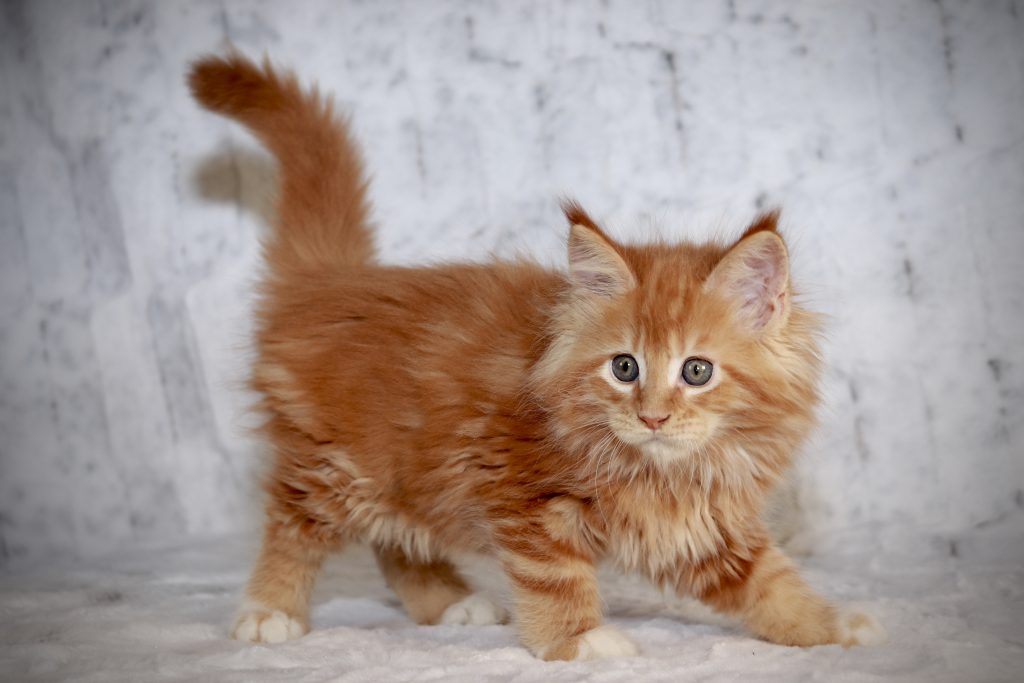Gilmour - 9 Weeks Old ⋆ Sassy Koonz Maine Coon Cattery maine coon kittens for sale
