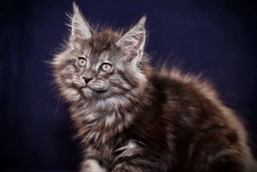 Julia Dream - 10 Weeks Old ⋆ Sassy Koonz Maine Coon Cattery black smoke maine Coon for sale