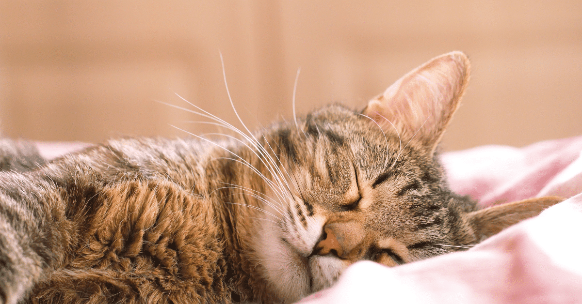 maine-coons-sleep (1) ⋆ Sassy Koonz Maine Coon Cattery pretty maine coon cat sleeping