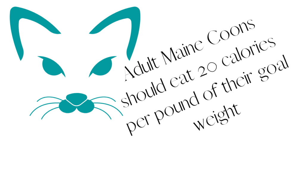 What should i feed my Maine Coon (1) ⋆ Sassy Koonz Maine Coon Cattery what should i feed my maine coon