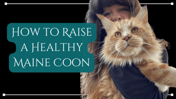 how to raise a healhty maine coon blog featured image
