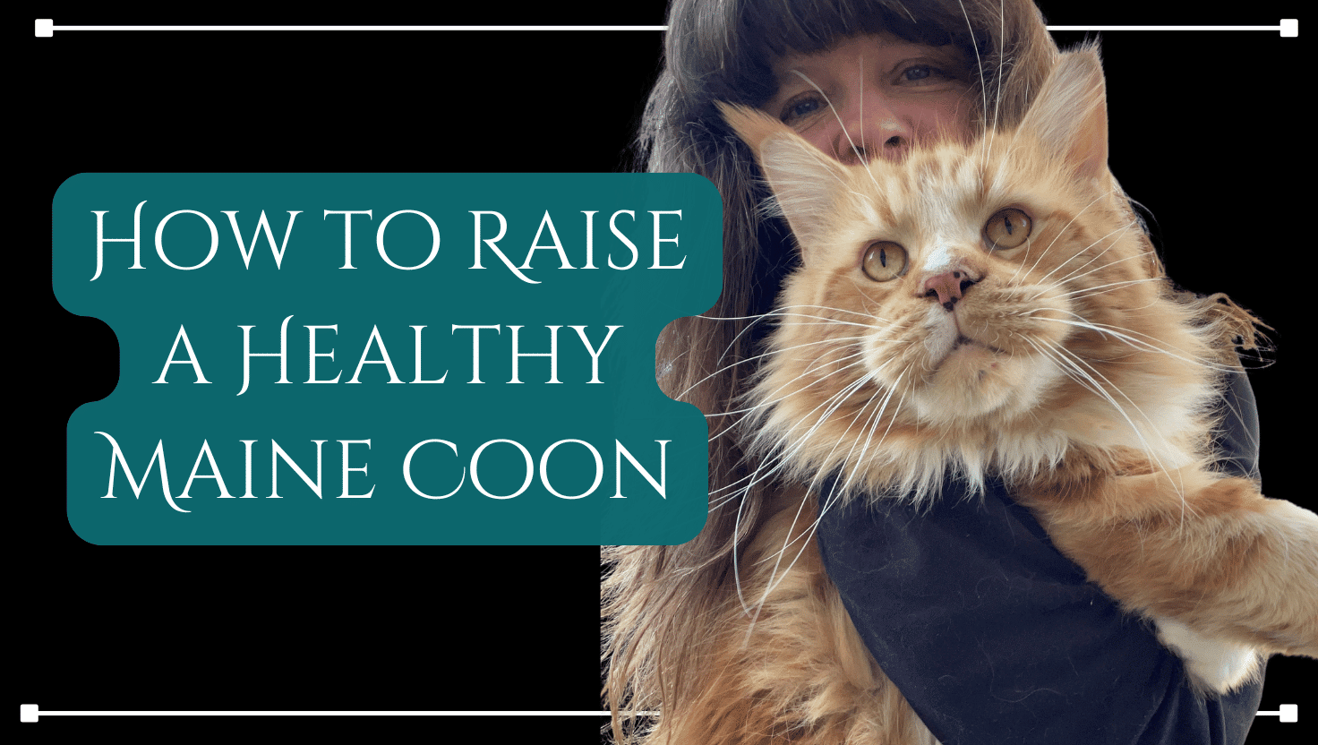 how to raise a healhty maine coon blog featured image