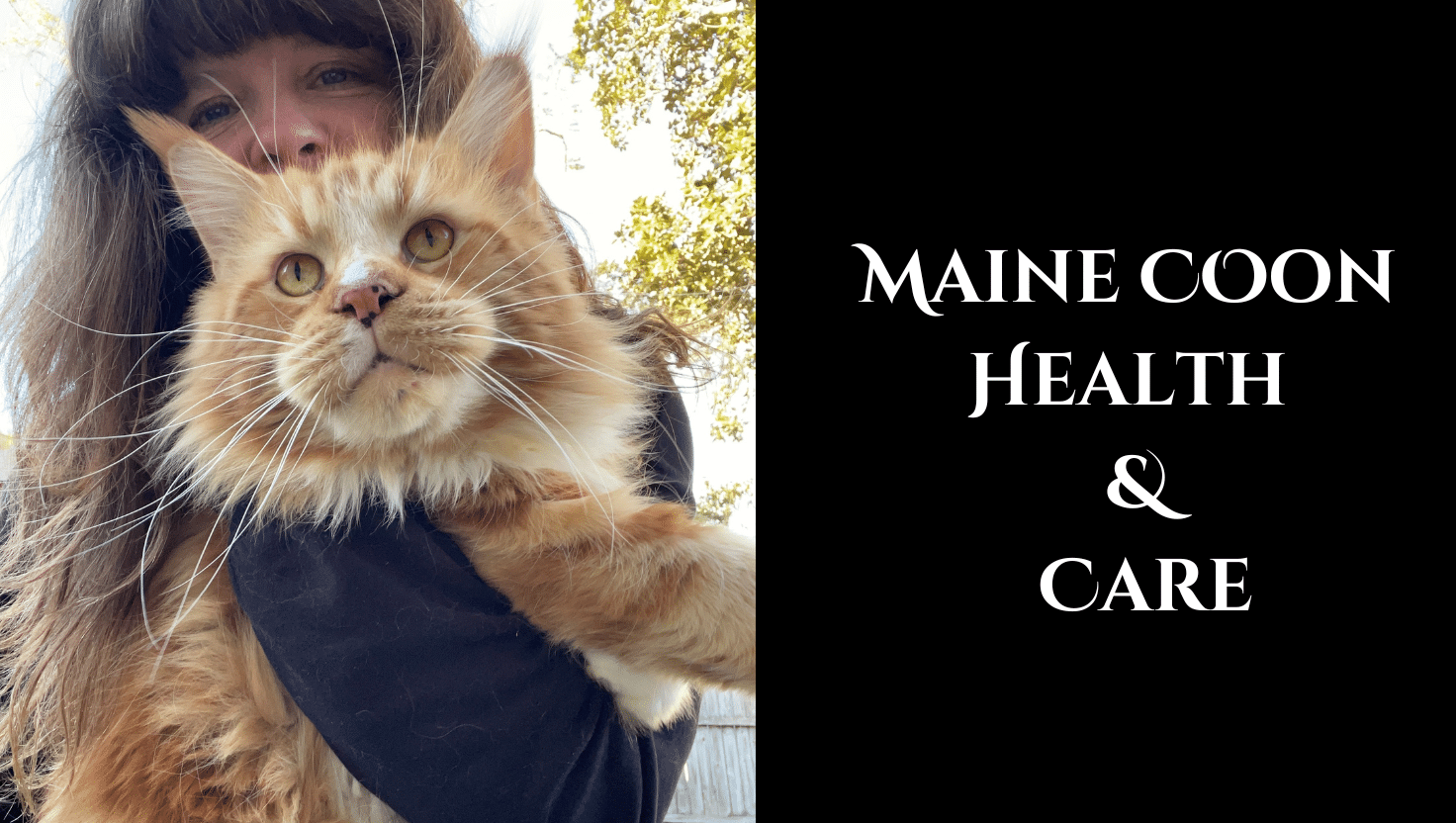 maine coon health and care guide