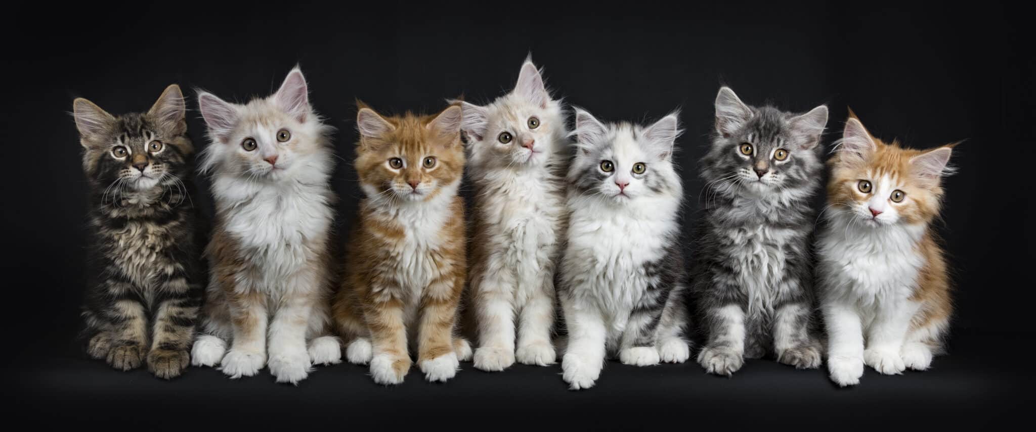 How Much Does It Cost To Own A Maine Coon?