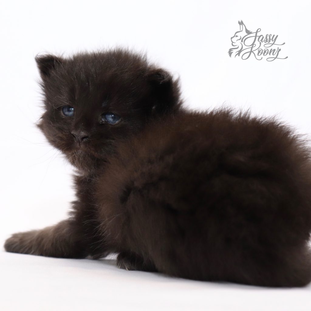 solid black maine coon